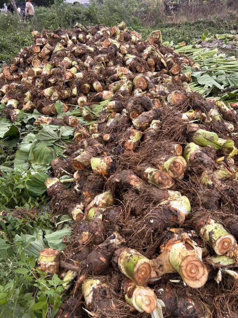 广西荔浦香芋产地直发