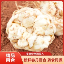 现挖新鲜卷丹百合。百亩种植基地