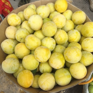李子