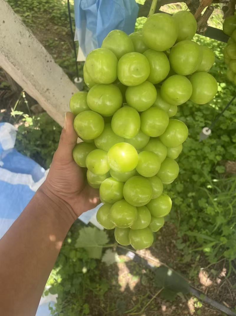 宾川阳光玫瑰出售