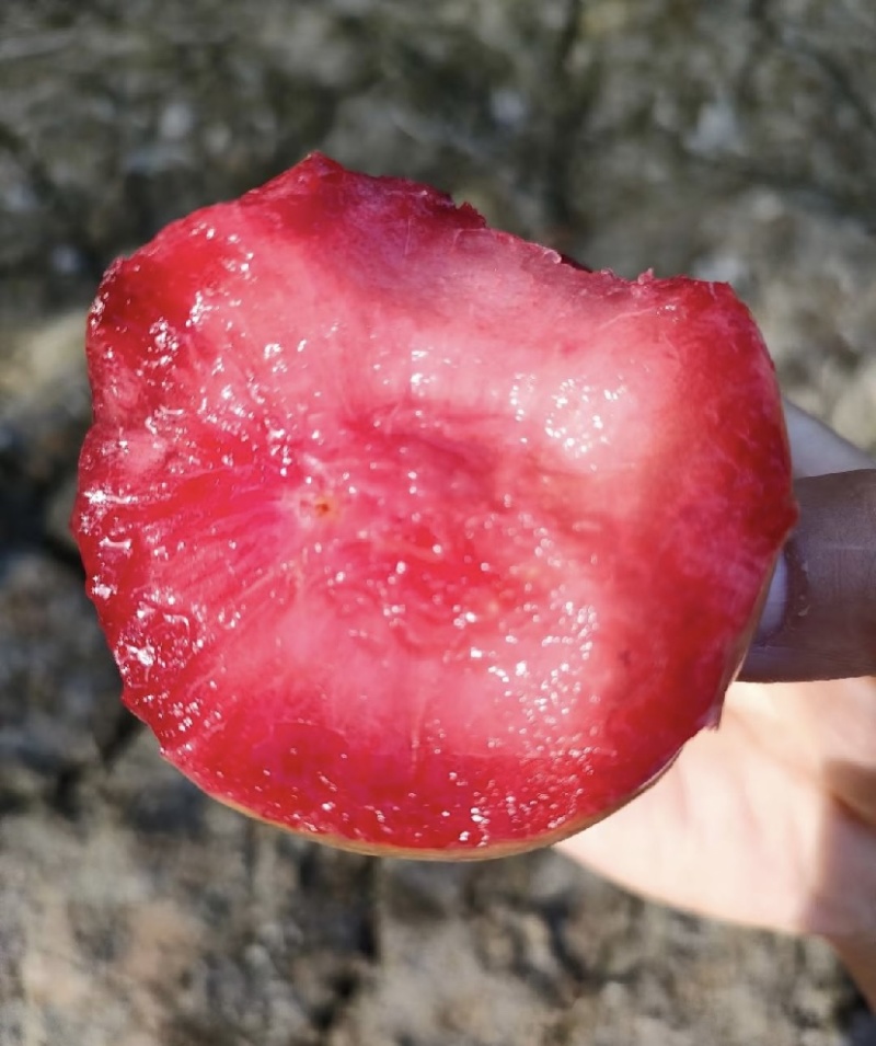 恐龙蛋