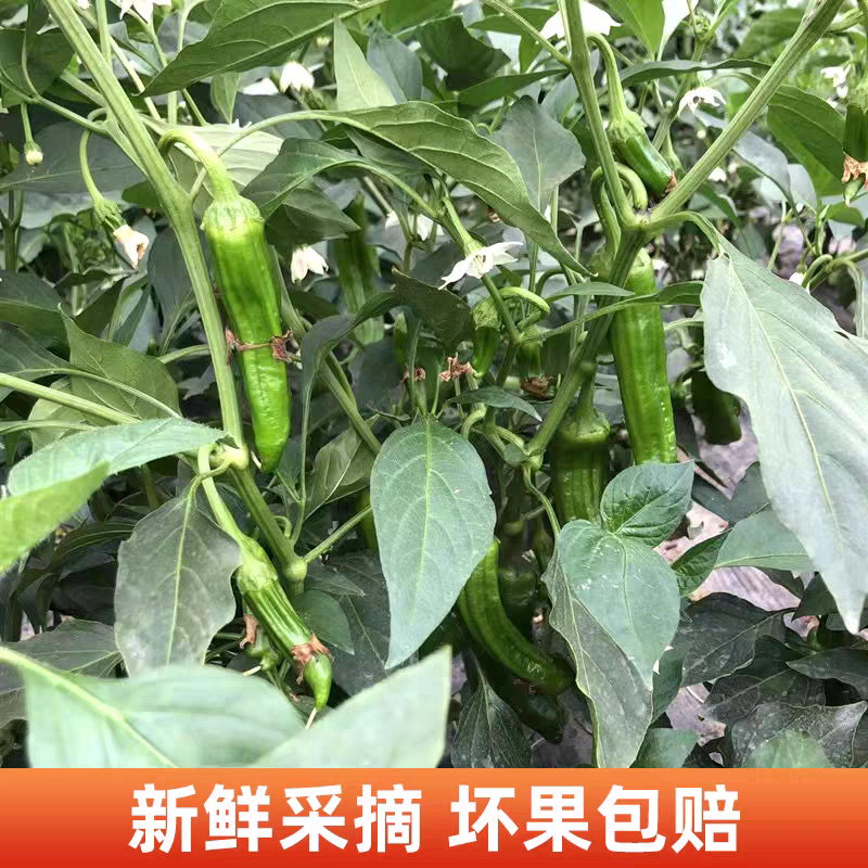 尖椒杠椒杭椒产地看货论价保质保量欢迎订购