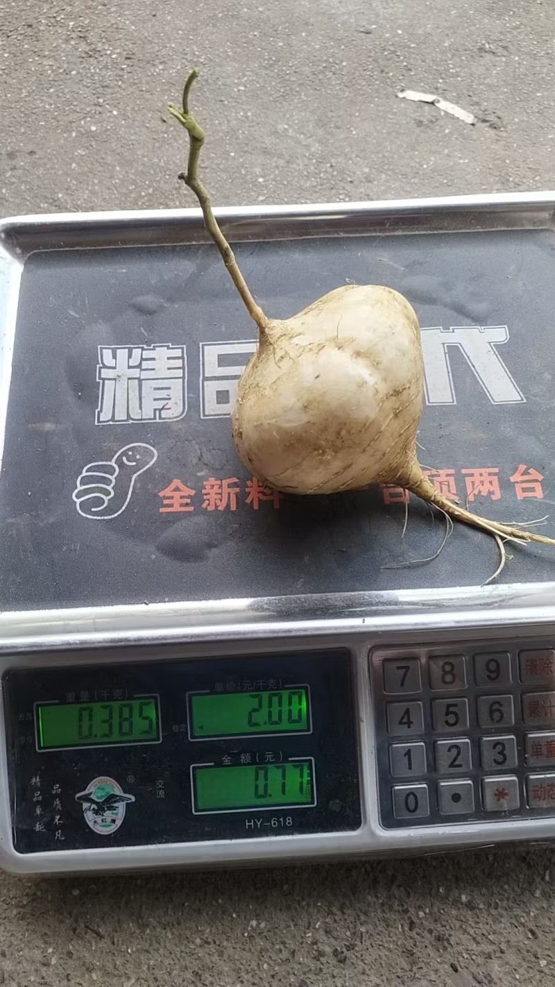 广西全州凉薯上市了欢迎全国各地客商前来采购