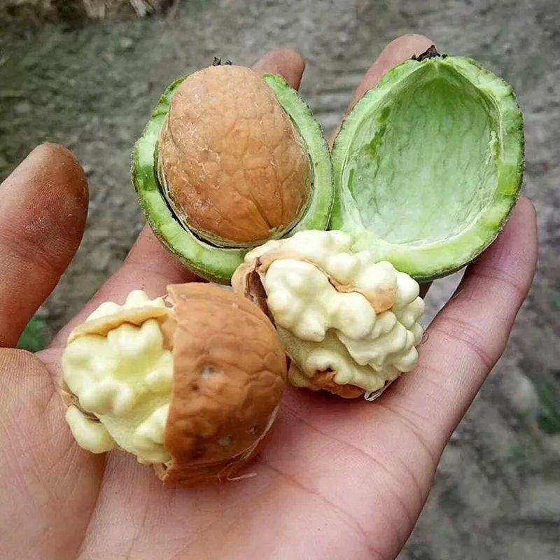青皮礼品核桃