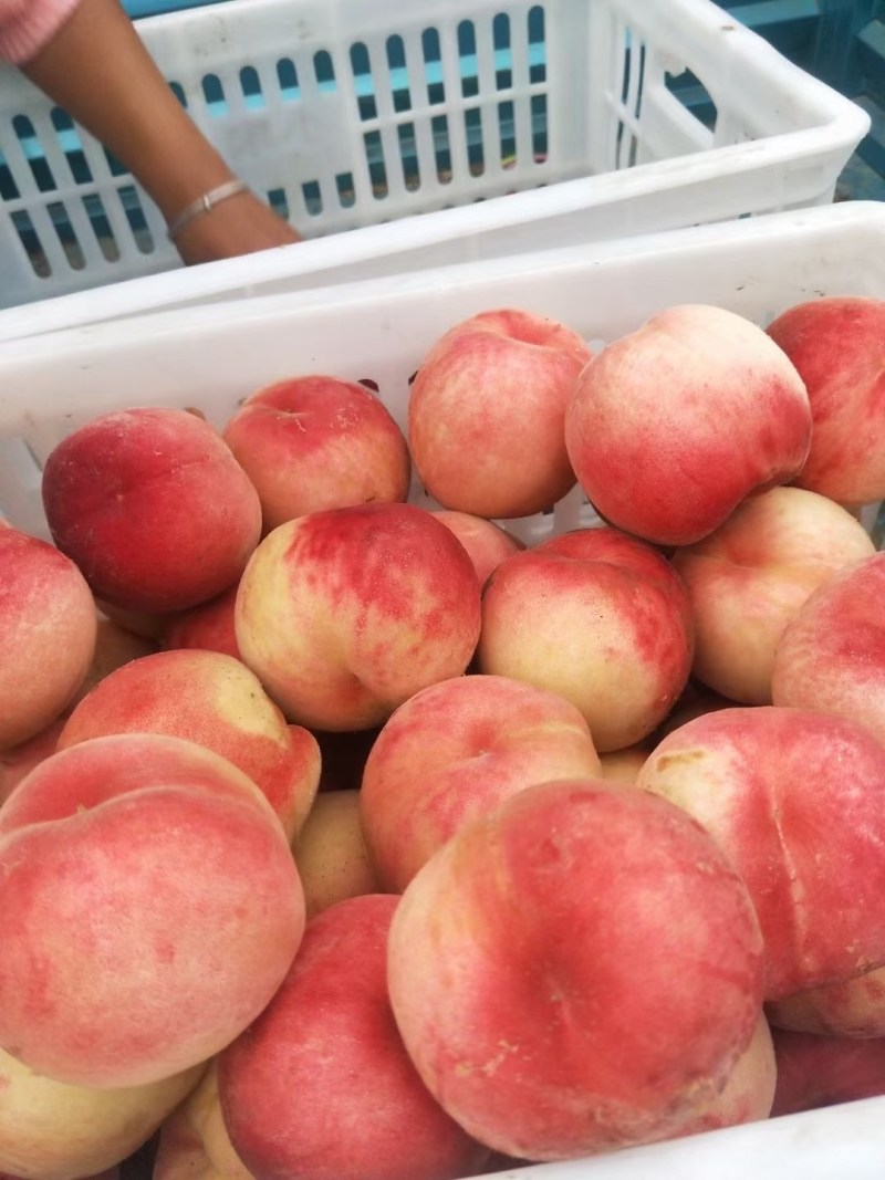 早凤王桃子大量上市货源充足
