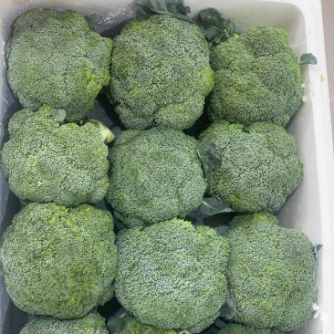 张北精品西兰花