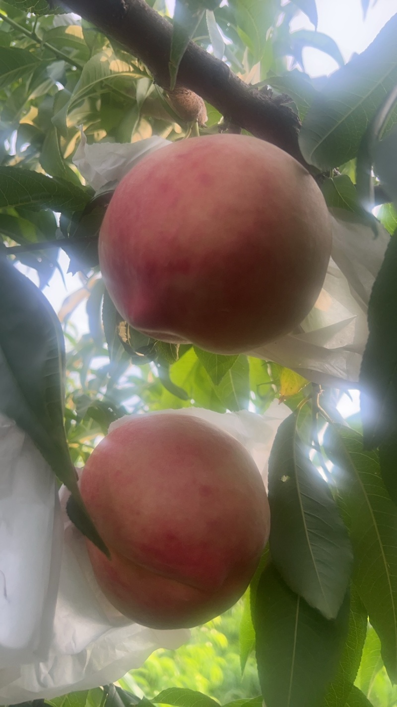 离核毛桃614纯甜无酸千亩基地大量货源
