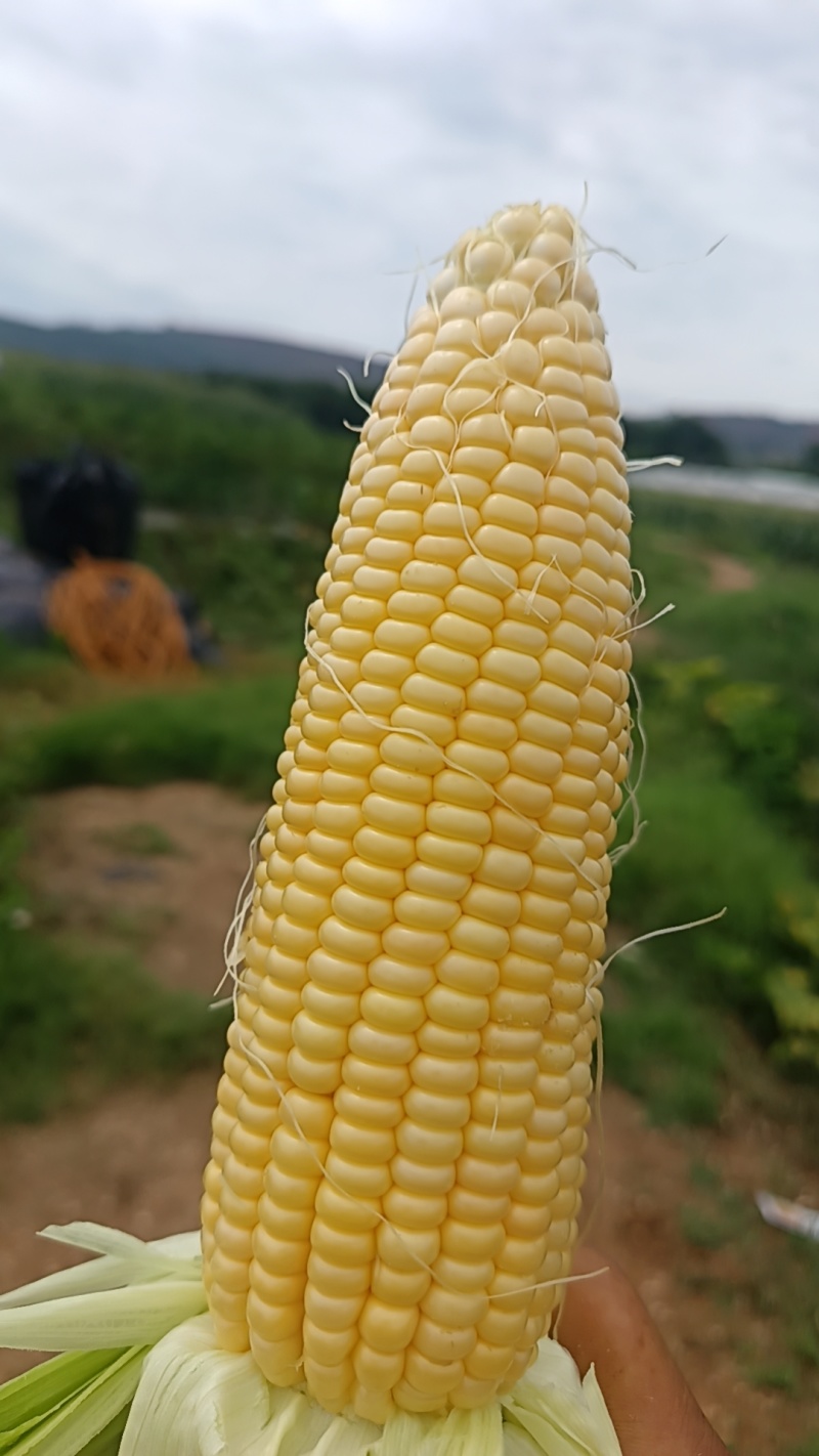 太甜27