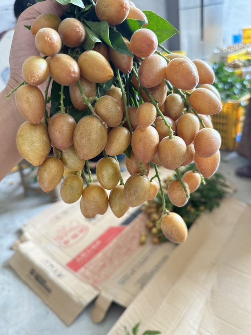 黄皮果