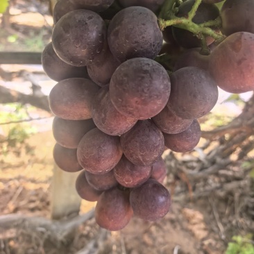 夏黑大颗粒夏黑，有20多万斤