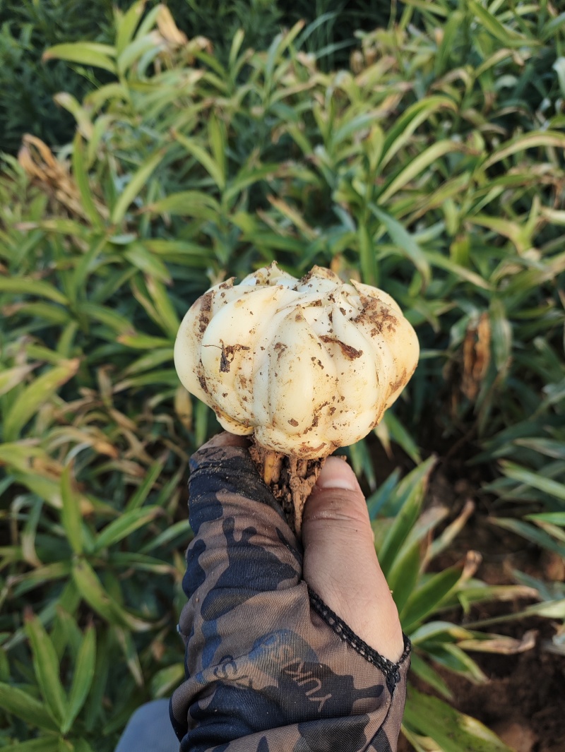 新鲜龙牙红带苦味的百合种植基地产地直销包邮