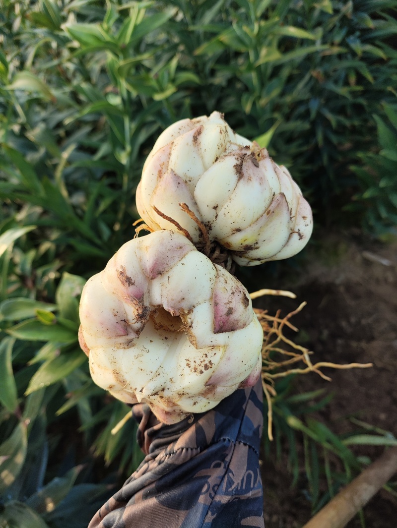 新鲜龙牙红带苦味的百合种植基地产地直销包邮