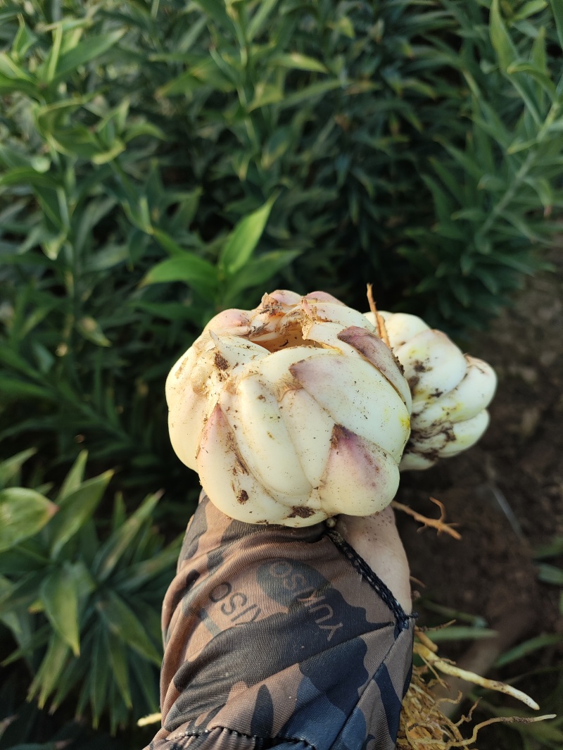 新鲜龙牙红带苦味的百合种植基地产地直销包邮