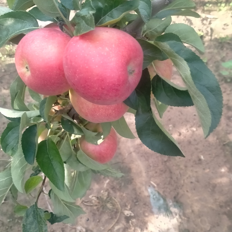 鲁丽苹果