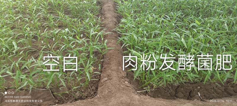 高钙肉粉发酵微生物菌肥有机质50高活性菌