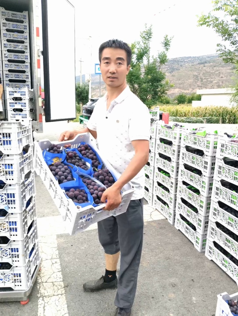 夏黑葡萄，颗粒大，香味扑鼻，耐运输，价格合理