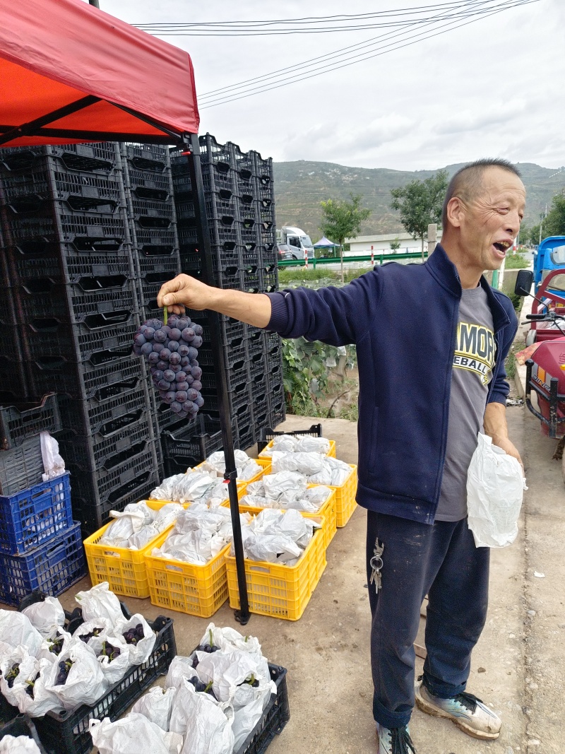夏黑葡萄，颗粒大，香味扑鼻，耐运输，价格合理