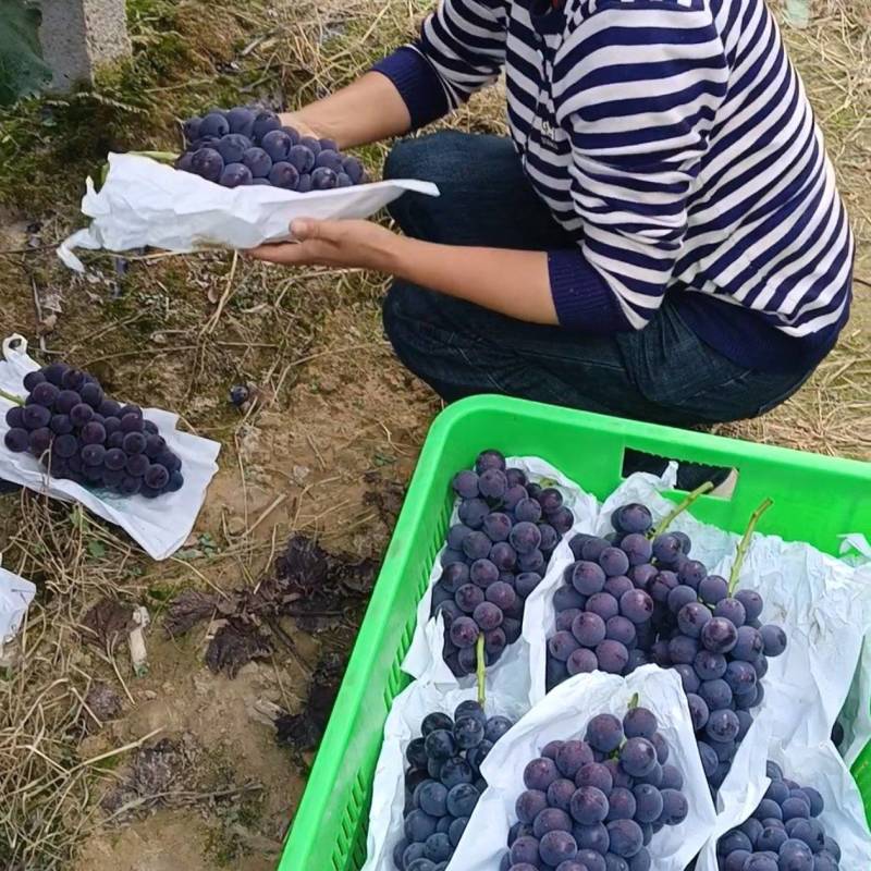夏黑葡萄，颗粒大，香味扑鼻，耐运输，价格合理