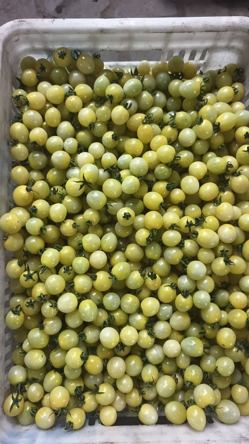 【推荐】青田小番茄，新鲜大量上市，基地直销，欢迎联系！