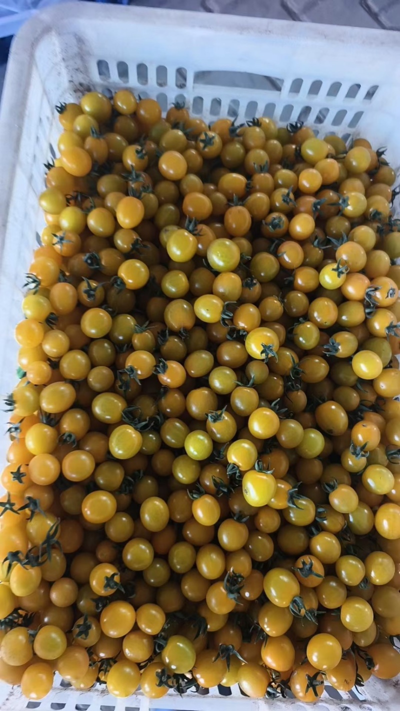 【推荐】青田小番茄，新鲜大量上市，基地直销，欢迎联系！