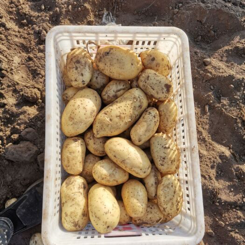 内蒙古土豆黄皮黄心土豆品质保证诚信经营欢迎选购