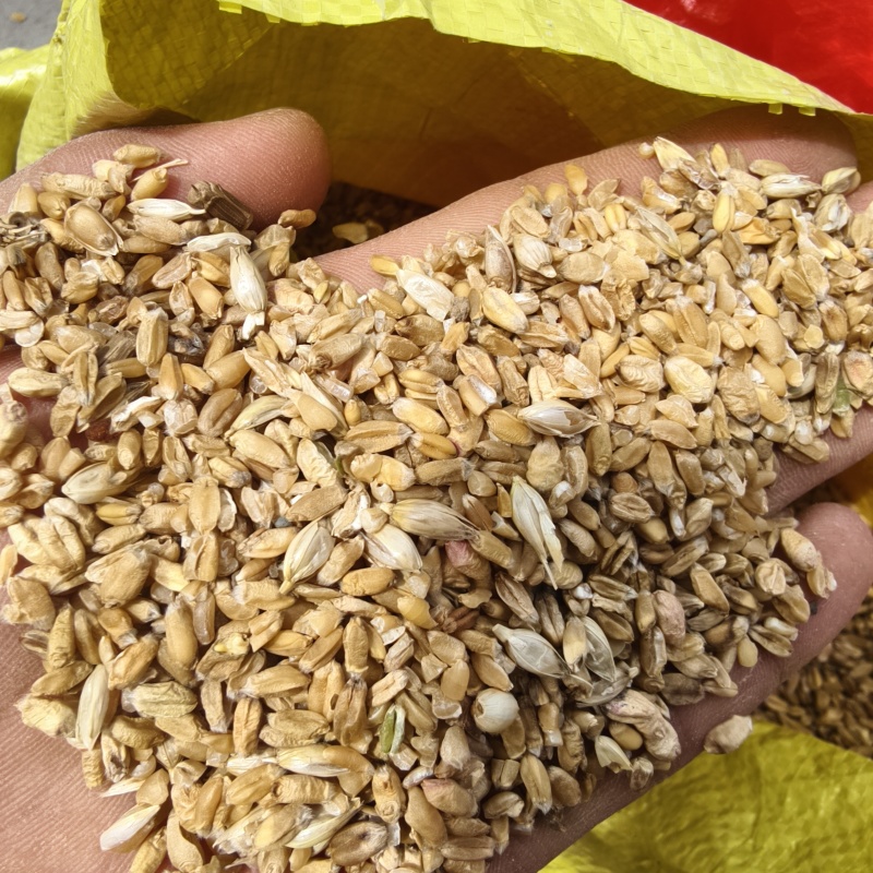 小麦筛漏