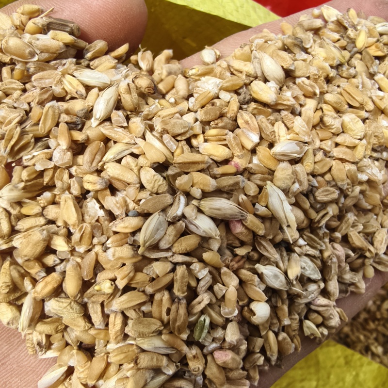小麦筛漏