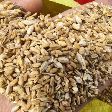 小麦筛漏