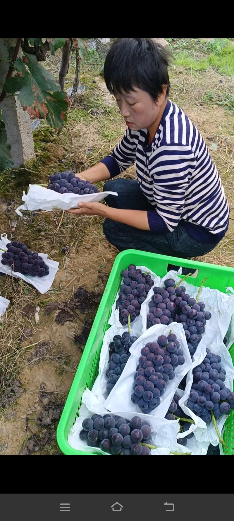 高山巨峰葡萄，产地直供，货源充足，团队精神，