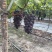 无籽蜂后葡萄成熟了，电话***********。