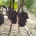 无籽蜂后葡萄成熟了，电话***********。