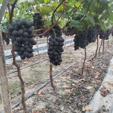无籽蜂后葡萄成熟了，电话***********。