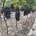 无籽蜂后葡萄成熟了，电话***********。