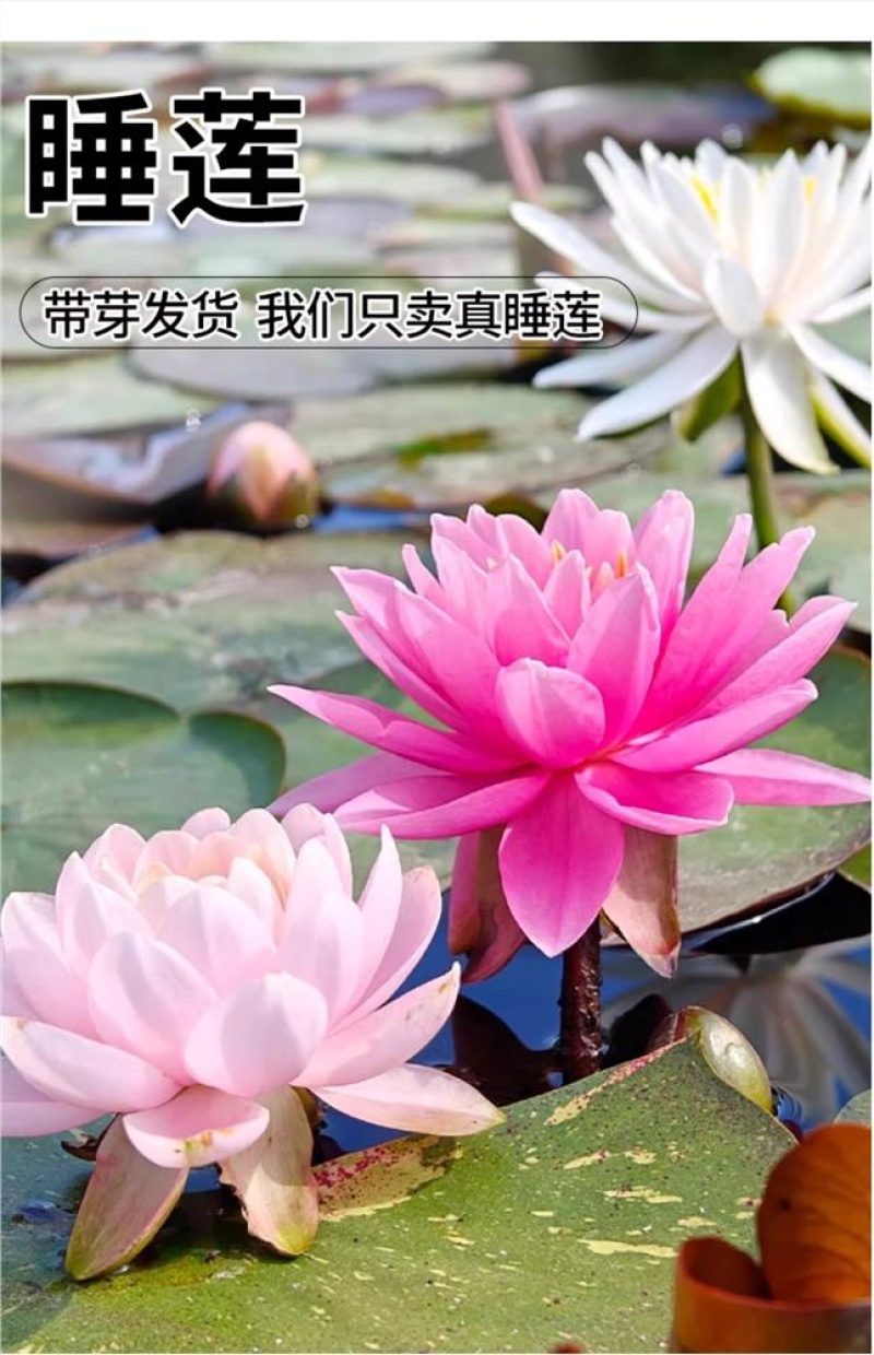 水培睡莲根块植物室外池塘水缸易种植水培植物花卉睡莲荷花