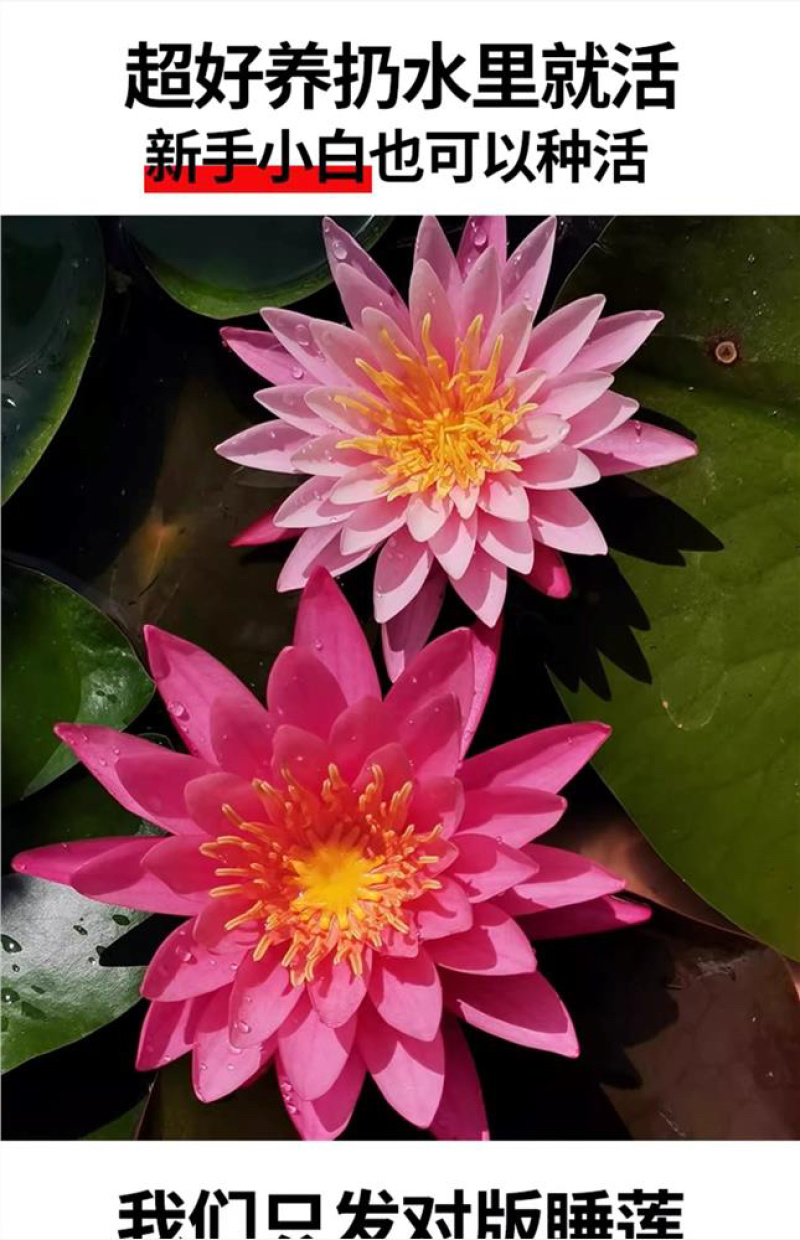 水培睡莲根块植物室外池塘水缸易种植水培植物花卉睡莲荷花