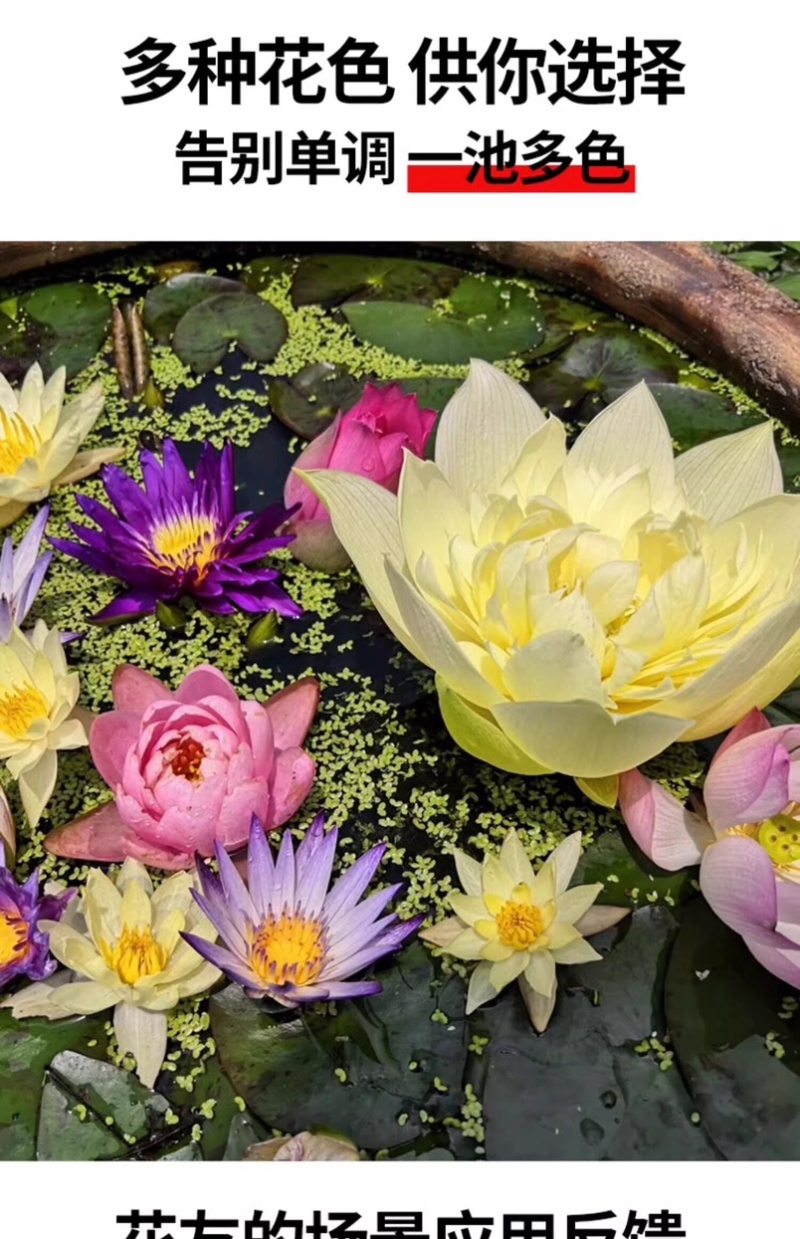 水培睡莲根块植物室外池塘水缸易种植水培植物花卉睡莲荷花