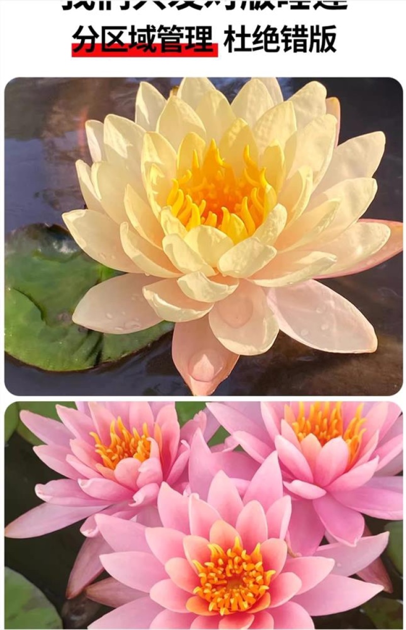 水培睡莲根块植物室外池塘水缸易种植水培植物花卉睡莲荷花