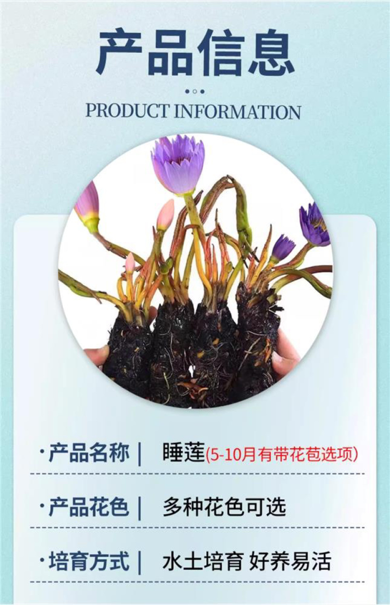 水培睡莲根块植物室外池塘水缸易种植水培植物花卉睡莲荷花
