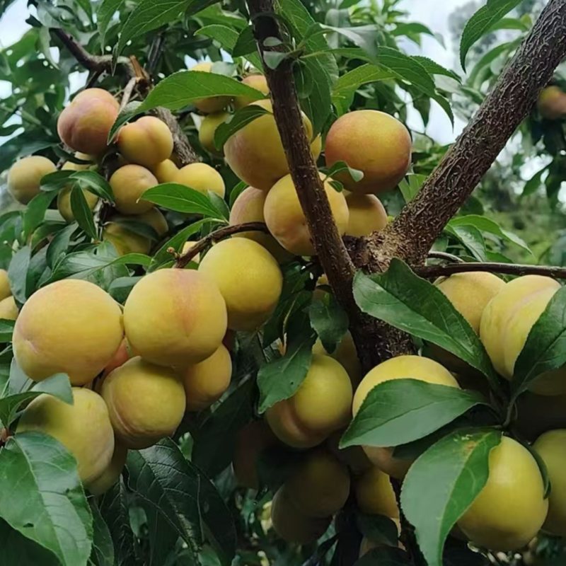 云南正宗香脆李