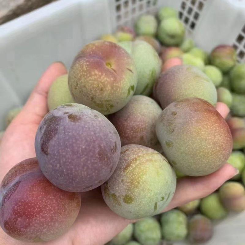 云南特色李子半边红