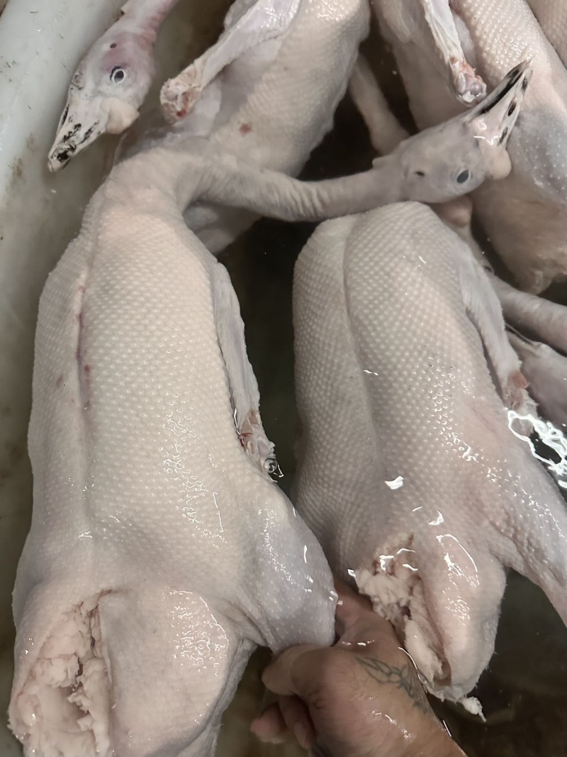 专业三鸟生鲜源头批发主营：精品黑棕鹅、散养水鸭、脆皮乳