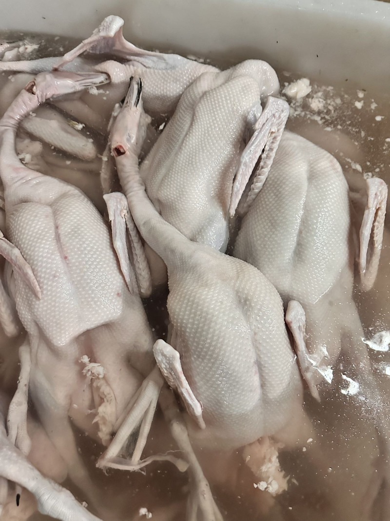专业三鸟生鲜源头批发主营：精品黑棕鹅、散养水鸭、脆皮乳