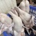 专业三鸟生鲜源头批发主营：精品黑棕鹅、散养水鸭、脆皮乳