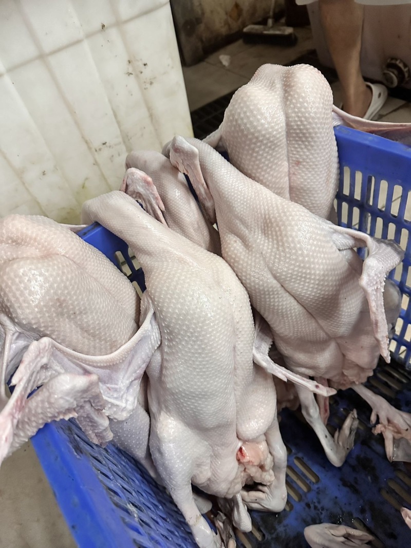 专业三鸟生鲜源头批发主营：精品黑棕鹅、散养水鸭、脆皮乳