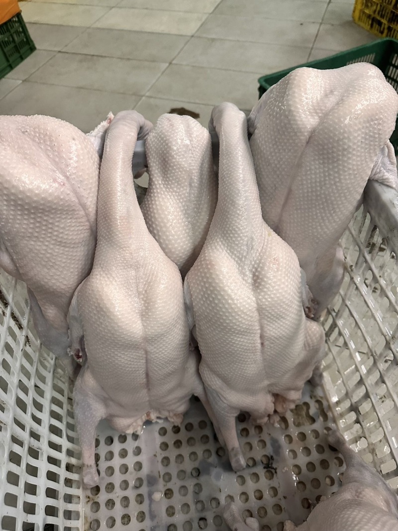 专业三鸟生鲜源头批发主营：精品黑棕鹅、散养水鸭、脆皮乳