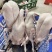 专业三鸟生鲜源头批发主营：精品黑棕鹅、散养水鸭、脆皮乳