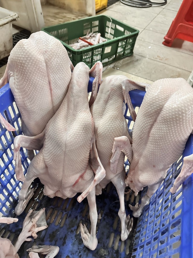 专业三鸟生鲜源头批发主营：精品黑棕鹅、散养水鸭、脆皮乳