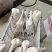 专业三鸟生鲜源头批发主营：精品黑棕鹅、散养水鸭、脆皮乳