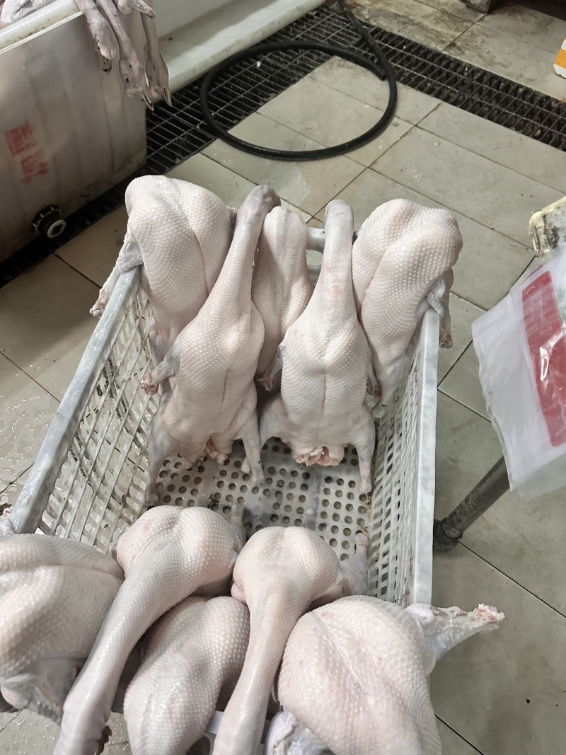 专业三鸟生鲜源头批发主营：精品黑棕鹅、散养水鸭、脆皮乳