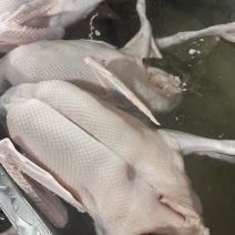 专业三鸟生鲜源头批发主营：精品黑棕鹅、散养水鸭、脆皮乳